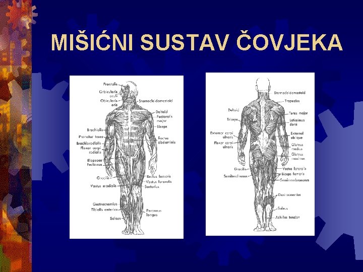 MIŠIĆNI SUSTAV ČOVJEKA 