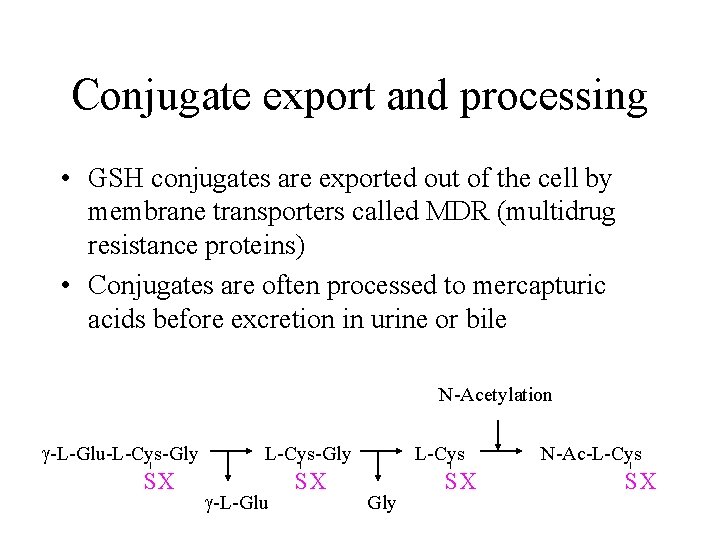 Conjugate export and processing • GSH conjugates are exported out of the cell by