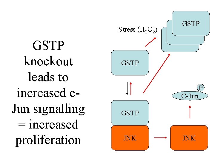 Stress (H 2 O 2) GSTP knockout leads to increased c. Jun signalling =