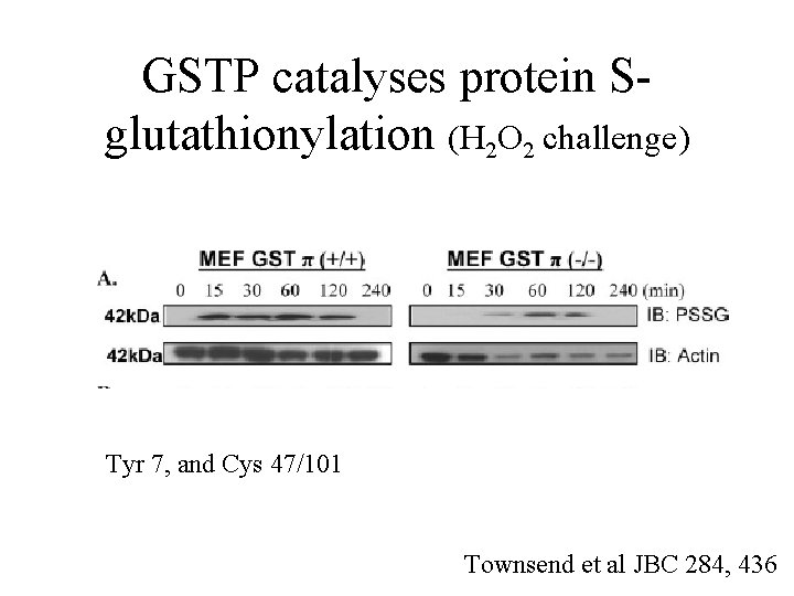 GSTP catalyses protein Sglutathionylation (H 2 O 2 challenge) Tyr 7, and Cys 47/101