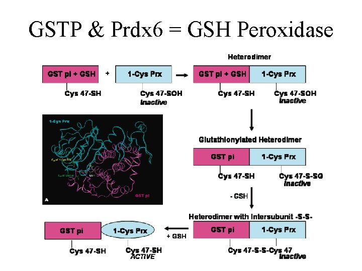 GSTP & Prdx 6 = GSH Peroxidase 