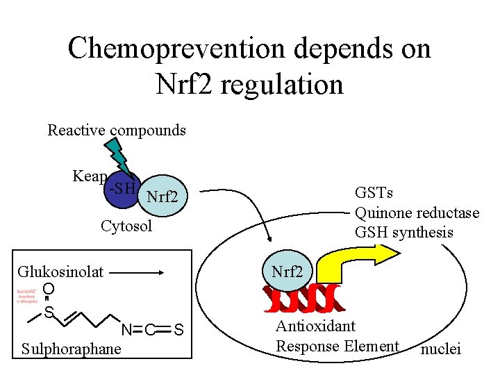 Chemoprevention depends on Nrf 2 regulation Reactive compounds Keap -SH Nrf 2 GSTs Quinone