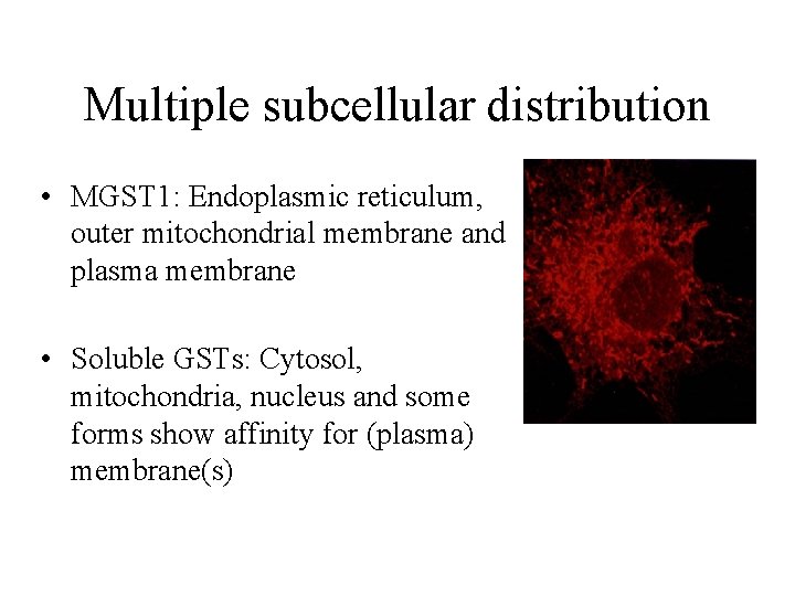 Multiple subcellular distribution • MGST 1: Endoplasmic reticulum, outer mitochondrial membrane and plasma membrane