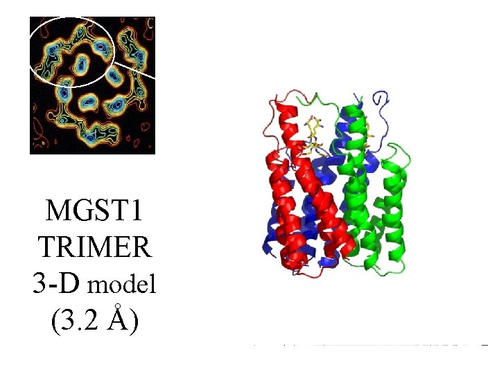 MGST 1 TRIMER 3 -D model (3. 2 Å) 