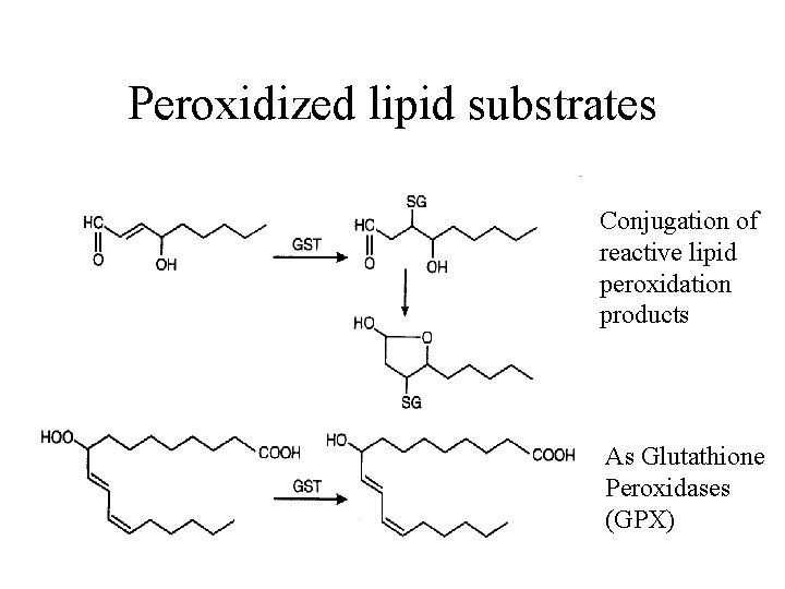 Peroxidized lipid substrates Conjugation of reactive lipid peroxidation products As Glutathione Peroxidases (GPX) 