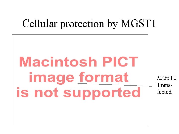 Cellular protection by MGST 1 Transfected 