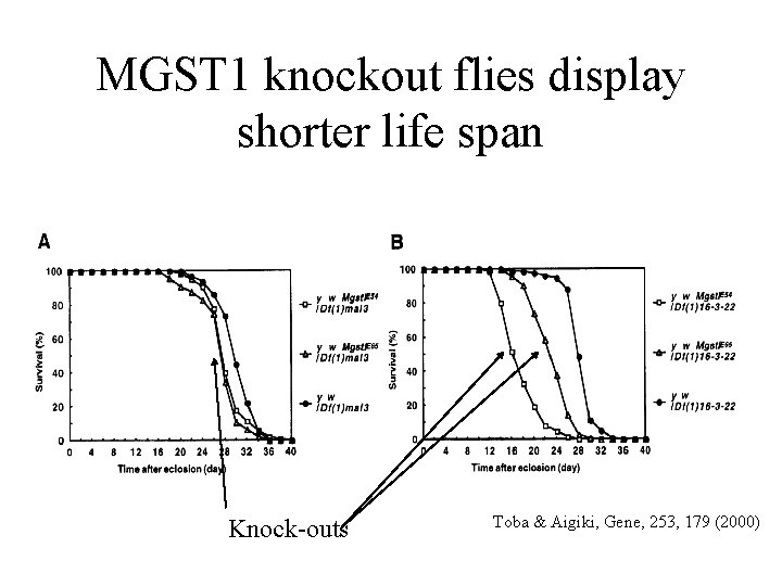 MGST 1 knockout flies display shorter life span Knock-outs Toba & Aigiki, Gene, 253,