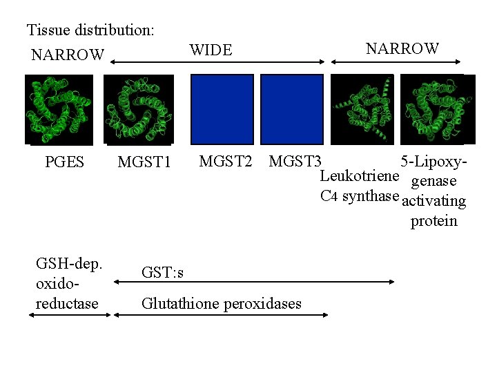 Tissue distribution: NARROW PGES MGST 1 WIDE NARROW MGST 2 MGST 3 5 -Lipoxy.