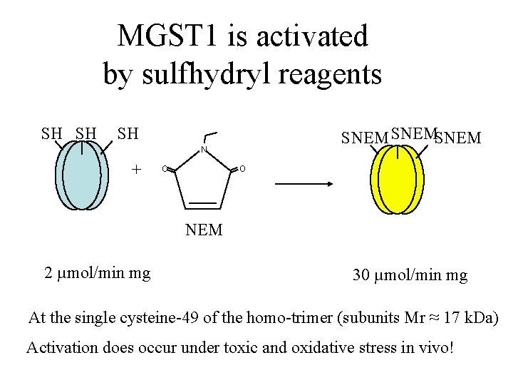 MGST 1 is activated by sulfhydryl reagents SH SH SH SNEMSNEM N + O
