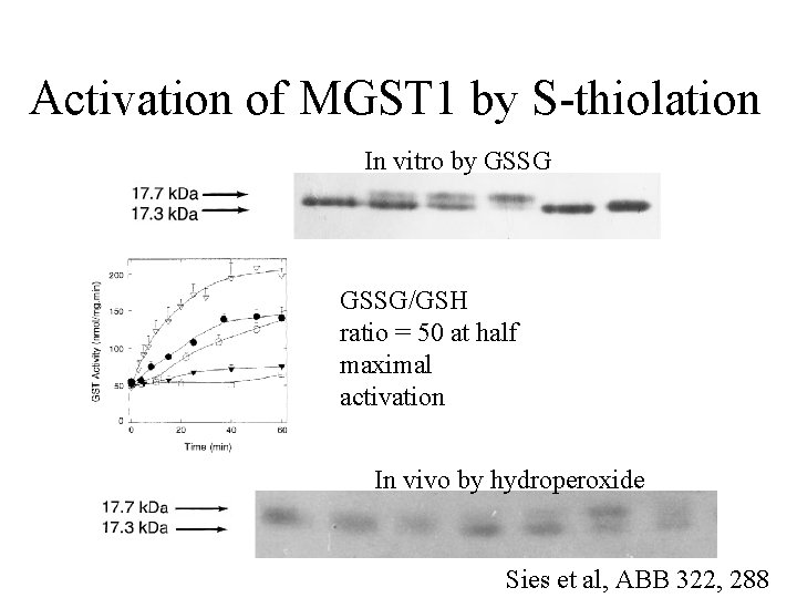 Activation of MGST 1 by S-thiolation In vitro by GSSG/GSH ratio = 50 at