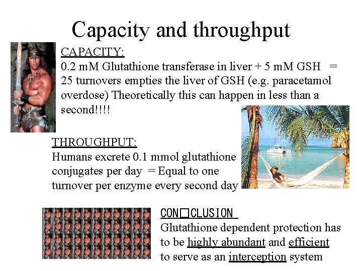 Capacity and throughput CAPACITY: 0. 2 m. M Glutathione transferase in liver + 5