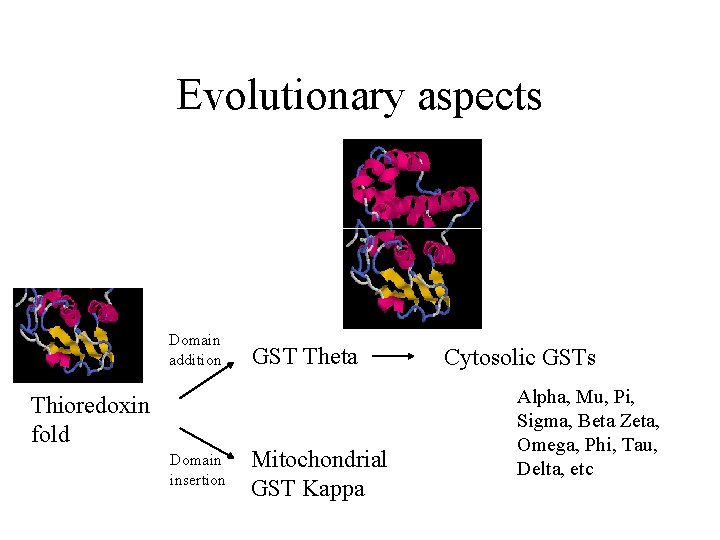 Evolutionary aspects Domain addition Thioredoxin fold Domain insertion GST Theta Mitochondrial GST Kappa Cytosolic