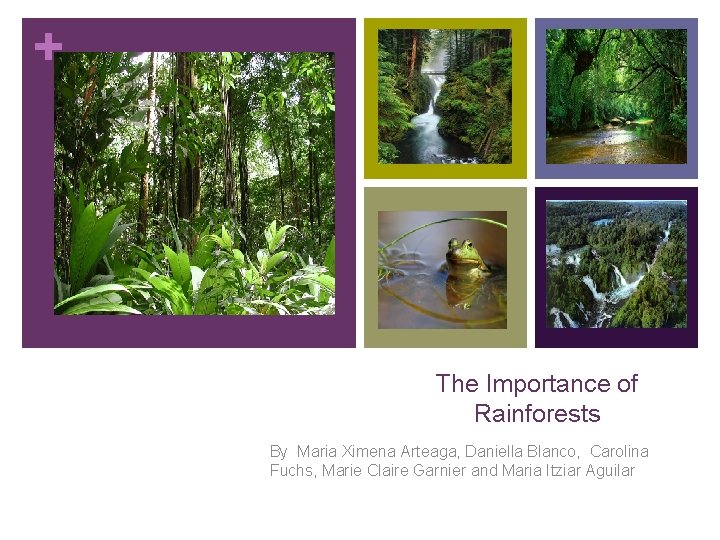 + The Importance of Rainforests By Maria Ximena Arteaga, Daniella Blanco, Carolina Fuchs, Marie