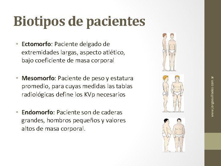 Biotipos de pacientes • Mesomorfo: Paciente de peso y estatura promedio, para cuyas medidas