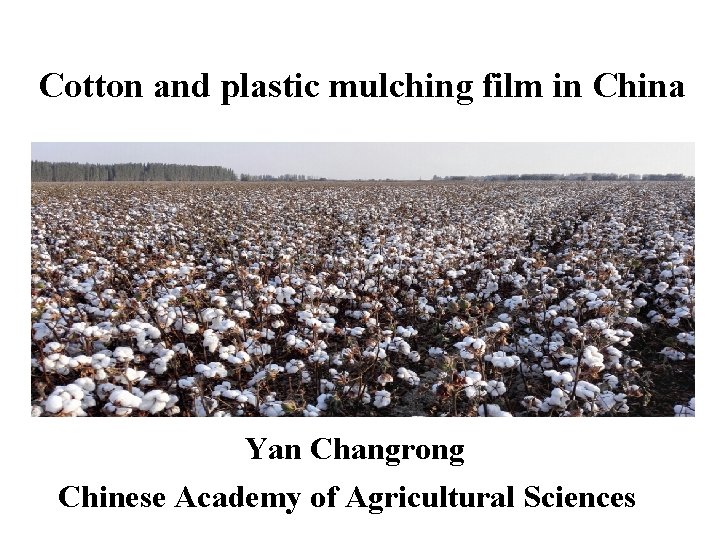 Cotton and plastic mulching film in China Yan Changrong Chinese Academy of Agricultural Sciences
