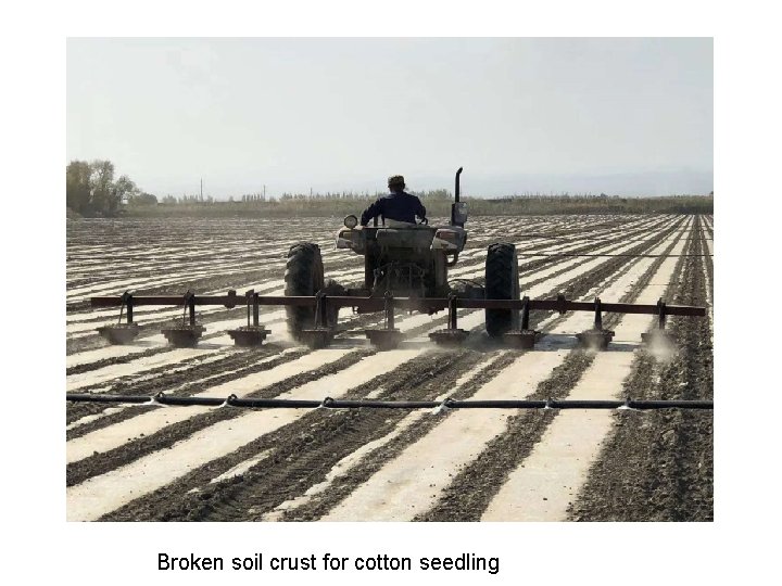 Broken soil crust for cotton seedling 