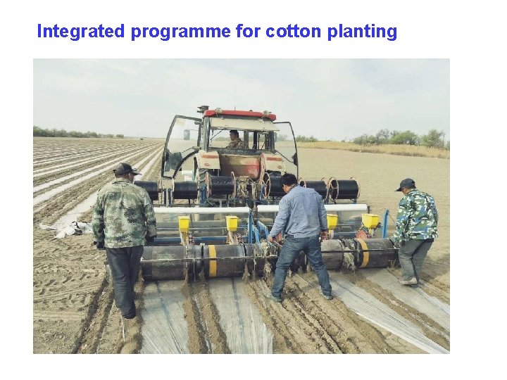 Integrated programme for cotton planting 