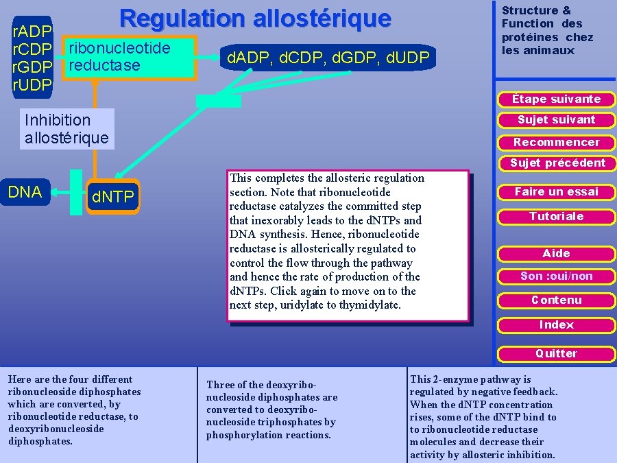Regulation allostérique r. ADP r. CDP ribonucleotide r. GDP reductase r. UDP d. ADP,