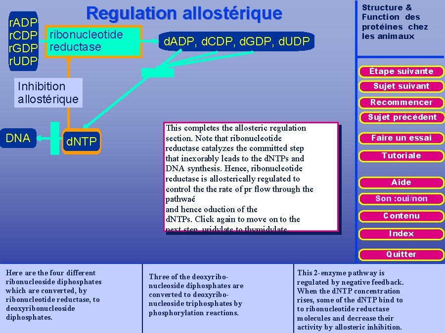 Regulation allostérique r. ADP r. CDP ribonucleotide r. GDP reductase r. UDP d. ADP,