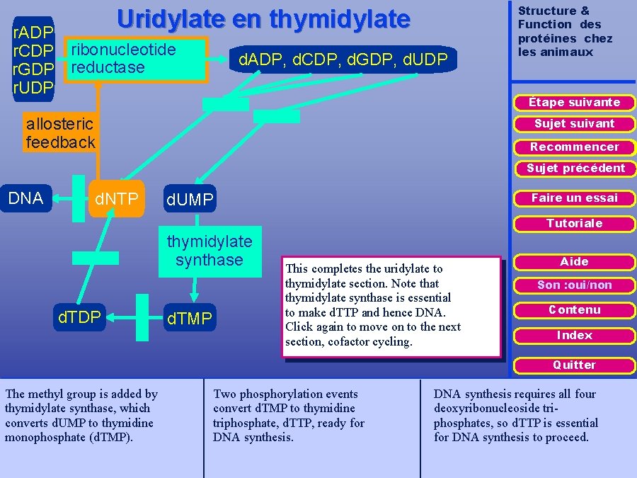 Uridylate en thymidylate r. ADP r. CDP ribonucleotide r. GDP reductase r. UDP d.