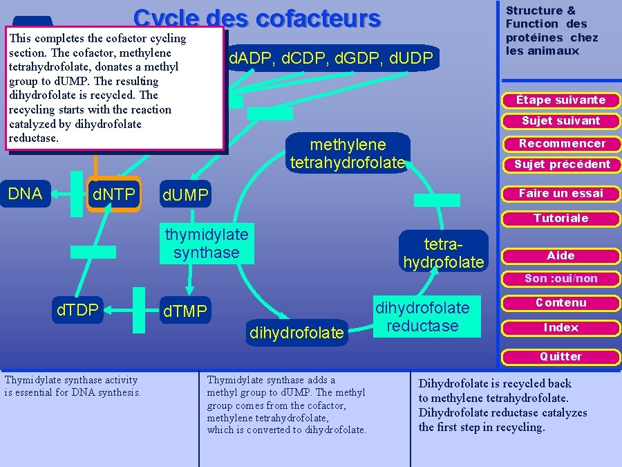 Cycle des cofacteurs r. ADP This completes the cofactor cycling r. CDPTheribonucleotide section. cofactor,