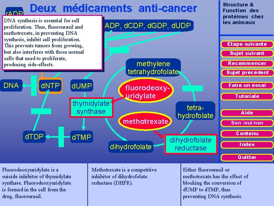 Deux médicaments anti-cancer r. ADP DNA synthesis is essential for cell ribonucleotide r. CDP