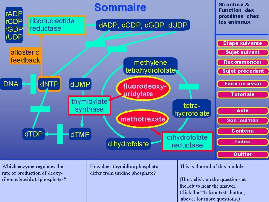 Sommaire r. ADP r. CDP ribonucleotide r. GDP reductase r. UDP d. ADP, d.