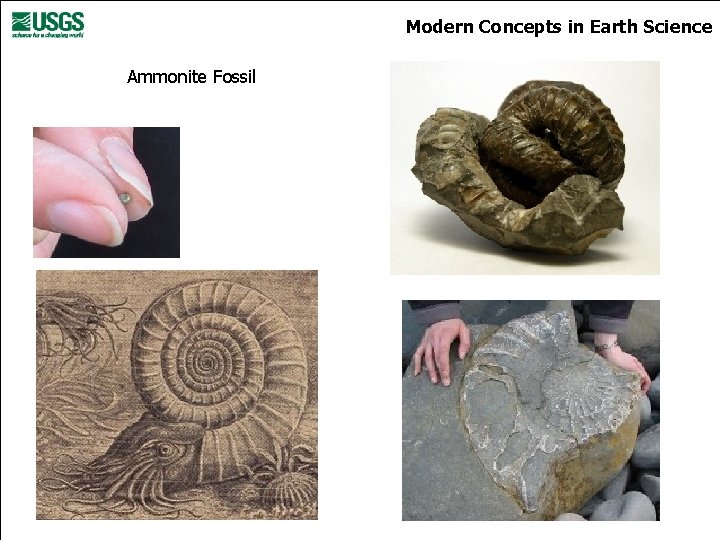 Modern Concepts in Earth Science Ammonite Fossil 
