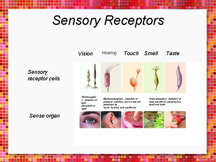 Sensory Receptors Vision Hearing Touch Smell Taste Sensory receptor cells Photoreceptio n: detection of