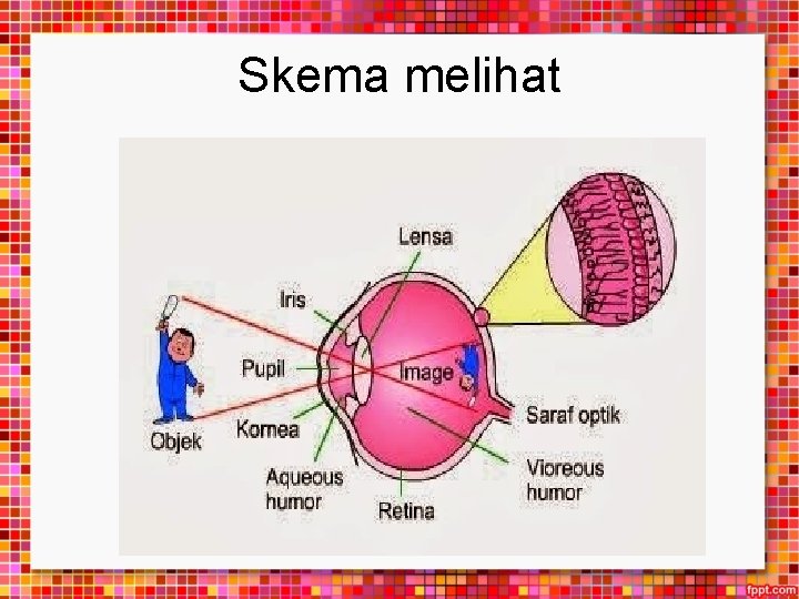 Skema melihat 