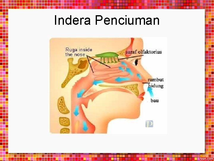 Indera Penciuman 