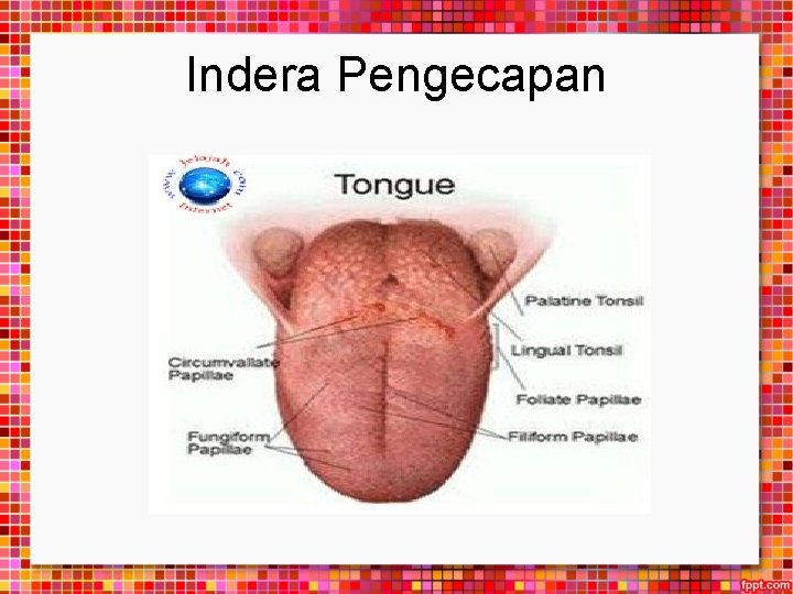 Indera Pengecapan 