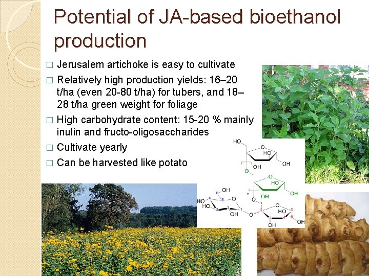 Potential of JA-based bioethanol production Jerusalem artichoke is easy to cultivate � Relatively high