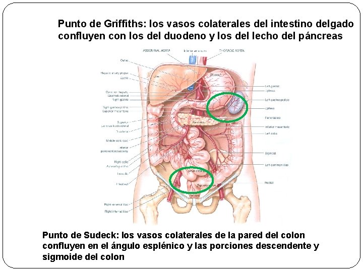 Punto de Griffiths: los vasos colaterales del intestino delgado confluyen con los del duodeno