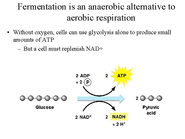 Fermentation is an anaerobic alternative to aerobic respiration • Without oxygen, cells can use