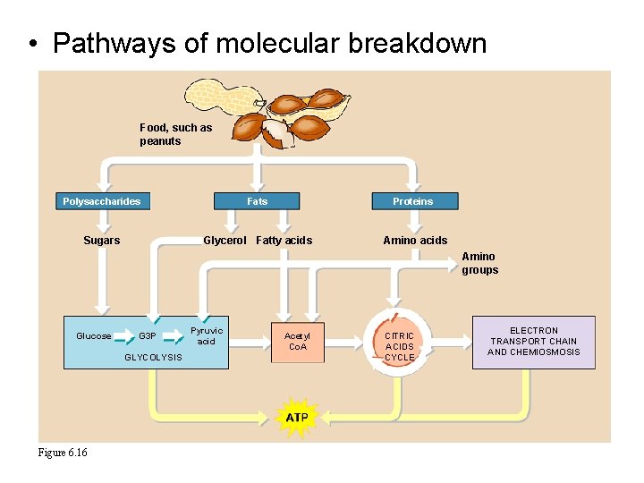  • Pathways of molecular breakdown Food, such as peanuts Polysaccharides Fats Proteins Sugars