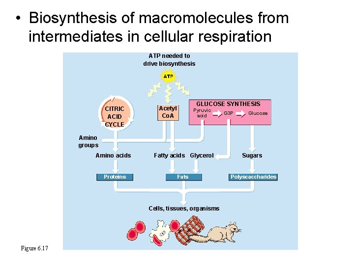  • Biosynthesis of macromolecules from intermediates in cellular respiration ATP needed to drive