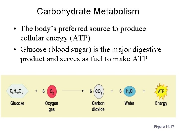 Carbohydrate Metabolism • The body’s preferred source to produce cellular energy (ATP) • Glucose