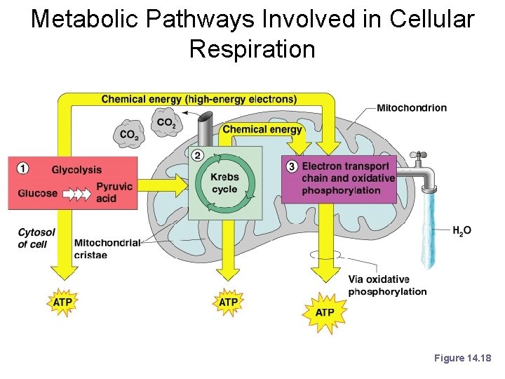 Metabolic Pathways Involved in Cellular Respiration Figure 14. 18 