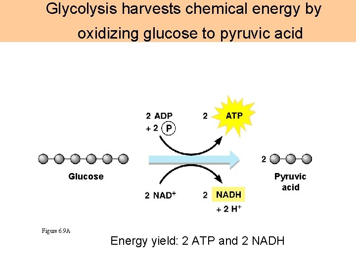 Glycolysis harvests chemical energy by oxidizing glucose to pyruvic acid Glucose Figure 6. 9
