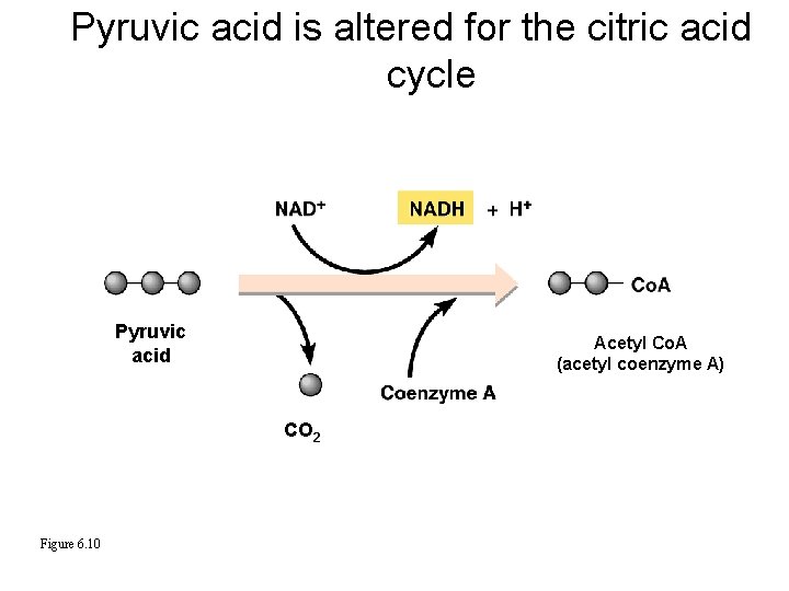 Pyruvic acid is altered for the citric acid cycle Pyruvic acid Acetyl Co. A