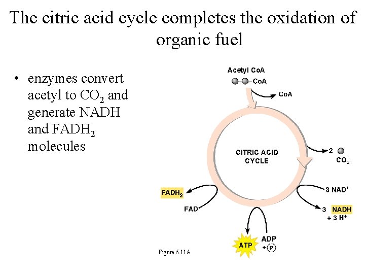 The citric acid cycle completes the oxidation of organic fuel Acetyl Co. A •