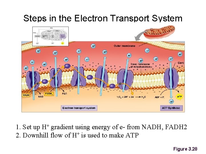 Steps in the Electron Transport System 1. Set up H+ gradient using energy of
