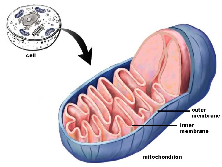cell outer membrane inner membrane mitochondrion 
