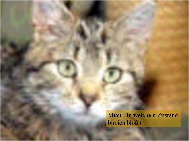 Miau ! In welchem Zustand bin ich bloß ! 