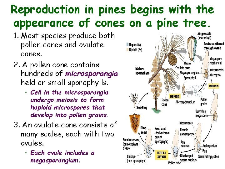 Reproduction in pines begins with the appearance of cones on a pine tree. 1.
