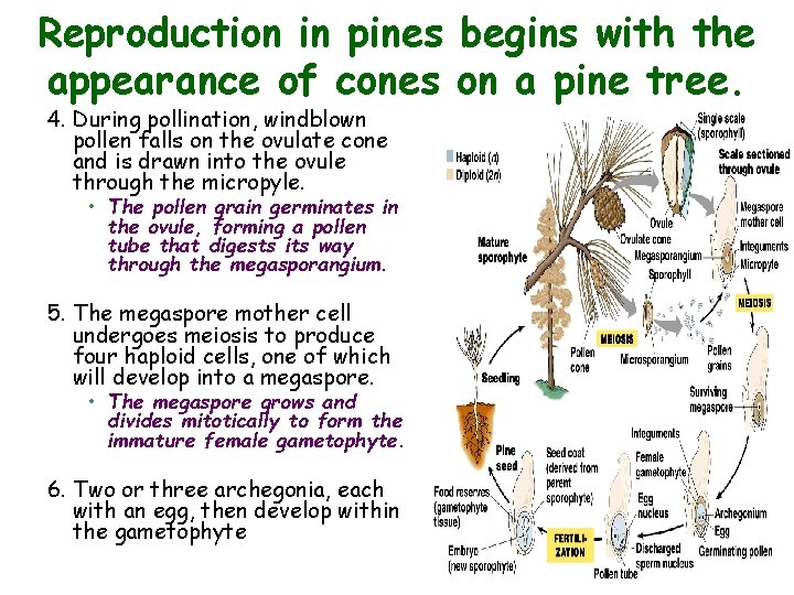 Reproduction in pines begins with the appearance of cones on a pine tree. 4.
