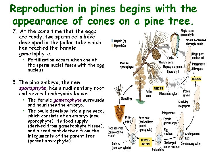 Reproduction in pines begins with the appearance of cones on a pine tree. 7.