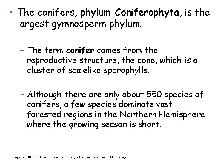  • The conifers, phylum Coniferophyta, is the largest gymnosperm phylum. – The term