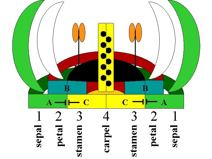 C 4 3 2 sepal C petal A stamen 3 carpel 1 2 stamen